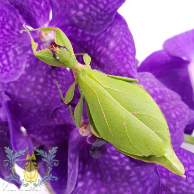 Phyllium caudatum "Oiwa"