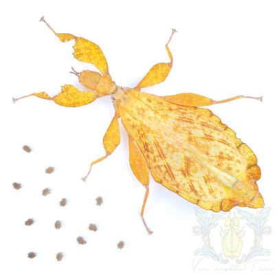 Phyllium tobeloense tobeloense "Galela"