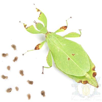 Phyllium sp. "Bukit Daun"