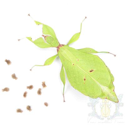 Phyllium sp "Argopuro"