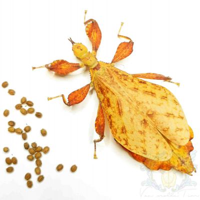 Phyllium elegans "NangaNanga"