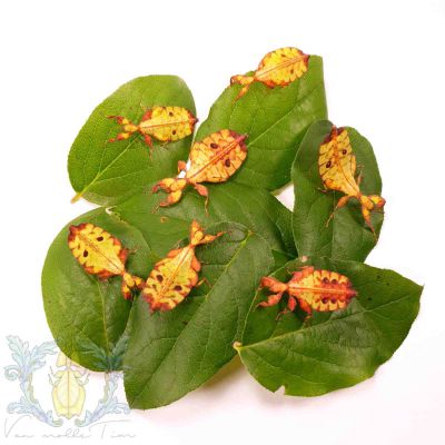 Phyllium tobeloense tobeloense "Galela" nymphs