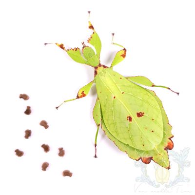 Phyllium jacobsoni "Halimun"