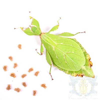 Phyllium jacobsoni "Nongkodjadjar"