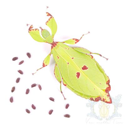 Phyllium hausleithneri "Tapah"