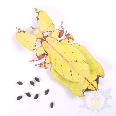 Phyllium giganteum {Gold}