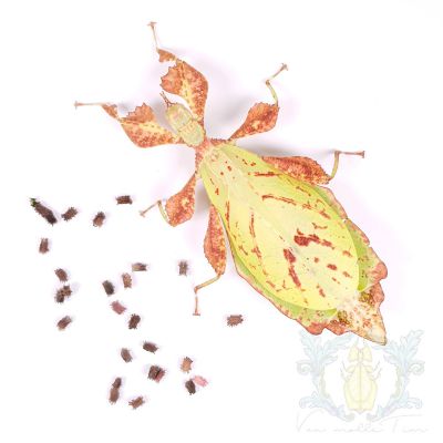 Phyllium mabantai "Apo"