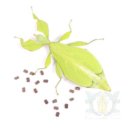 Phyllium sp. "Bidoup Nui Ba"